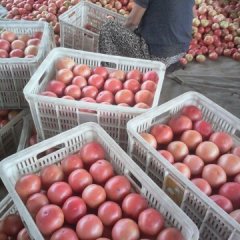 2016东昌府西红柿走过路过不要错过