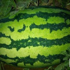 翁牛特旗西瓜名扬天下