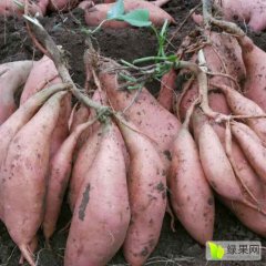 河北雄县龙署九号红薯名扬天下