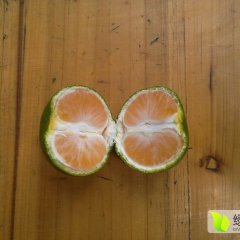 广西特早，普早大量上市欢迎前来咨询订购