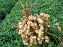 2015年湖北襄州花生价格