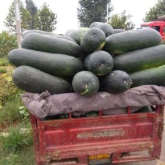 中牟子弹头，黑优冬瓜，校凯凯诚信合作