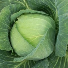 湖南君山京丰一号甘蓝价格适宜