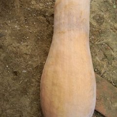 湖南君山早熟密本小果南瓜随行就市