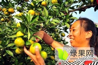 湖北点军湖北蜜桔柑橘上货量大