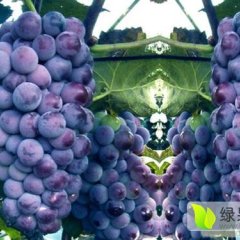 辛集王口镇巨峰葡萄质量保证