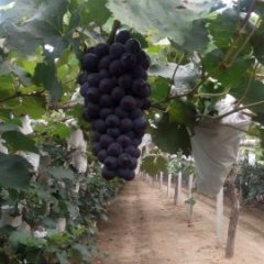 北宁葡萄欢迎合作,常兴顾景辉诚信合作