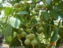 大荔青皮核桃45起步1.55元