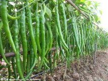 山东东明线椒，泡椒都量上市