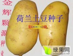 北京丰台脱毒土豆种子马铃薯种薯何去何从