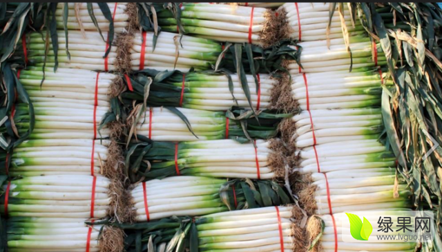 2016年山东滕州铁杆大葱价格