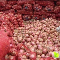 山东安丘红皮洋葱大量出库中