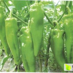 凌海光辉金牛角辣椒价格适宜