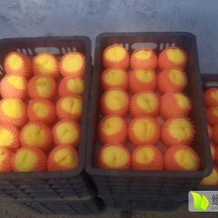 沂源蜜桃营养丰富,燕崖王亮诚信合作