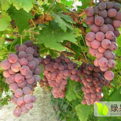 兴安界首镇红提葡萄味甜可口，风味纯正