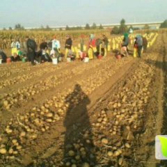 2016扶余土豆走过路过不要错过