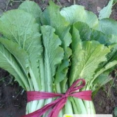 河北邯郸王大军小白菜供应中心