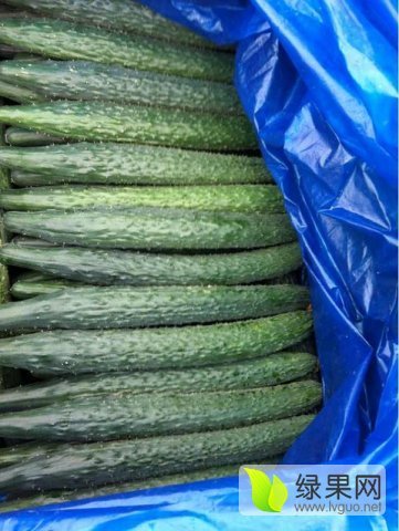 2015年山东莘县德瑞特721黄瓜价格