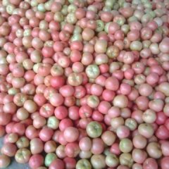 东昌府硬粉西红柿欢迎合作