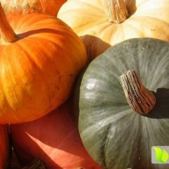 河北清苑日本小南瓜绿色无公害