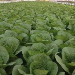 临泽娃娃菜个头均匀，质优价廉