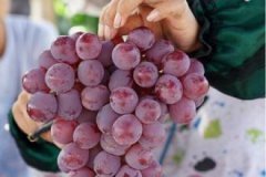 陕西大荔红提葡萄价格行情平稳