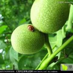 本地核桃大量丰收，质量优，欢迎前来订购