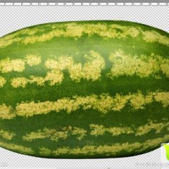 黑龙江讷河101西瓜价格适宜