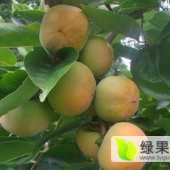 广西恭城恭城月柿柿子火热上市