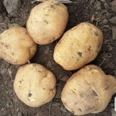 吉林公主岭怀德镇土豆现已上市