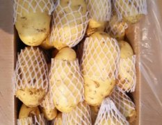 山东肥城土豆大量供应出售。