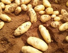 山东肥城二模新土豆大量上市出售