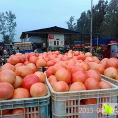 东昌府西红柿名优产品沙镇刘宪宝诚信合作