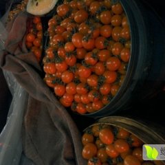 山东寿光千禧圣女果西红柿随行就市