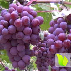 1.15元/斤，新鲜巨峰葡萄大量供应！