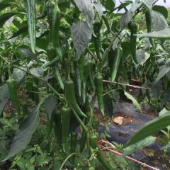 大方辣椒椒型好、皮薄、辣度高、色泽艳