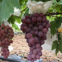 临渭下吉镇红提葡萄营养丰富