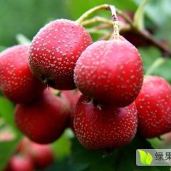 2015莒南山楂俏销大江南北