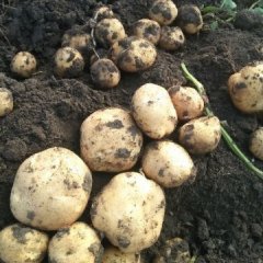 吉林公主岭尤金885土豆长势旺盛