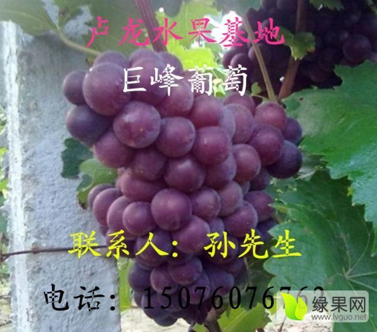 2015年河北卢龙京亚葡萄价格