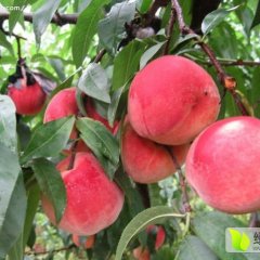 莱西中华寿桃耐储存 甜度高 个头大