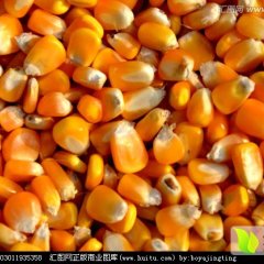 2015汉川玉米收购工作全面开展