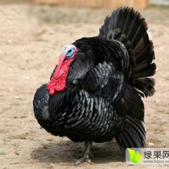 沭阳鸡是名优特产蓝天崔先生诚信合作