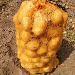吉林公主岭延薯四号土豆产销两旺