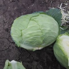 黑龙江林甸卷心菜甘蓝产销两旺