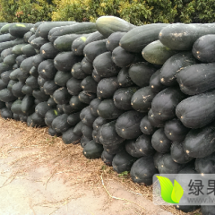 供应河南子弹头黑皮冬瓜价格适宜