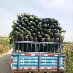 河北玉田黑优大冬瓜火热上市