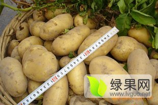 内蒙古牙克石荷兰十五土豆绿色无公害