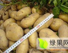 内蒙古牙克石荷兰十五土豆绿色无公害