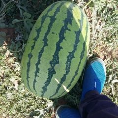 内蒙古鄂托克前旗沙漠西瓜是草原名优特产